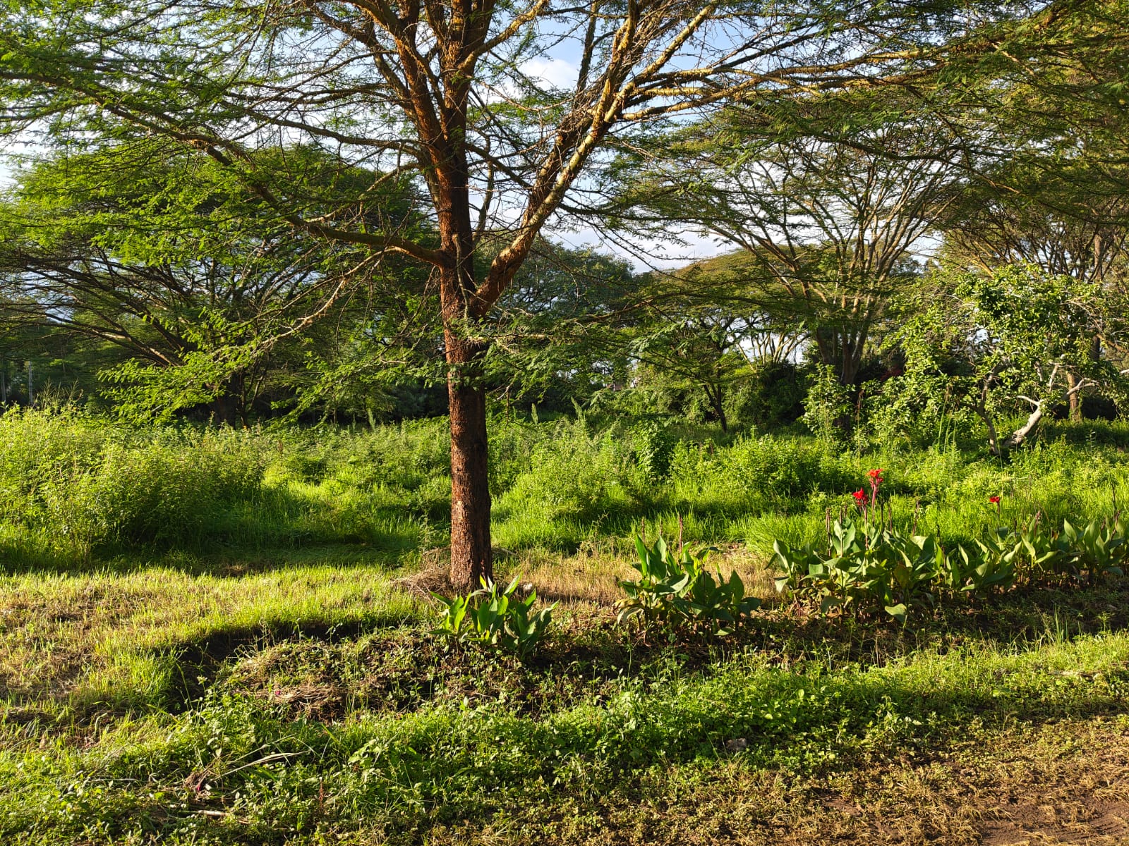 Modern 4 Bedroom Villa for Rent in Runda – Near UN | Luxury Living Off Kiambu Road