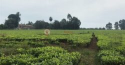 One Acre Land for Sale in Tigoni in Riara Ridge ( Limuru Hills Health Resort, Spa and Residence)